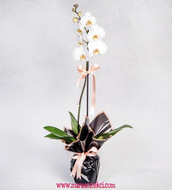 orkide beyaz