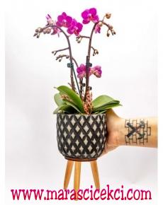 mini orkide özel saksıda